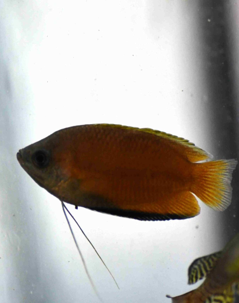 Honey Gourami (Trichogaster chuna)