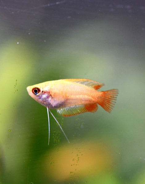 Red Honey Gourami (Trichogaster chuna)