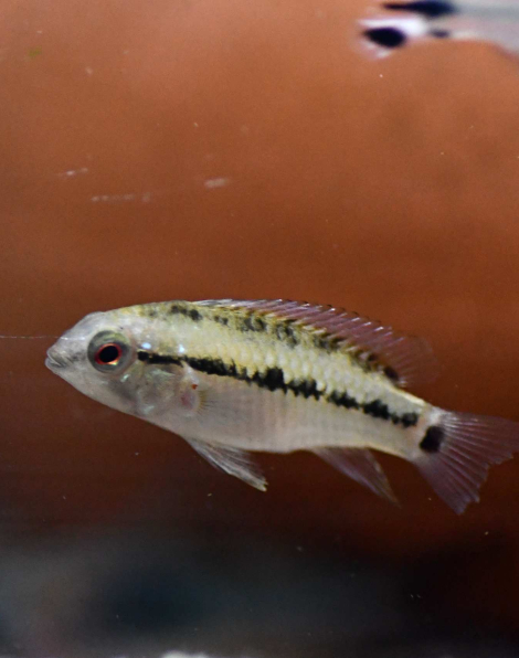 Apistogramma hongsloi Red Gold