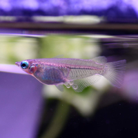 Indian Ricefish (Oryzias dancena)