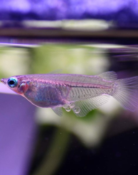 Indian Ricefish (Oryzias dancena)