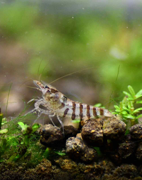 Indian Zebra Shrimp (Caridina babaulti)