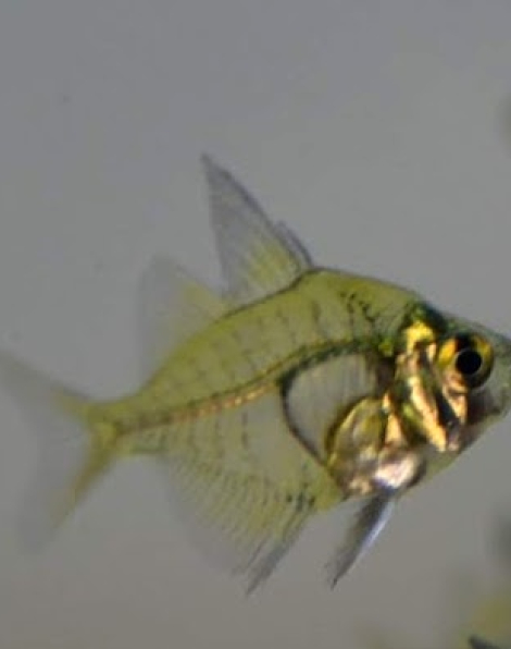 Indian Glass Fish (Parambassis ranga)