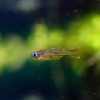 Pseudomugil ivantsoffi