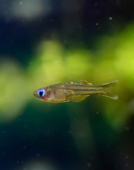 Pseudomugil ivantsoffi