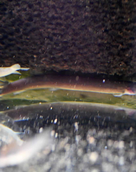 Java Loach (Pangio kuhlii javanicus)