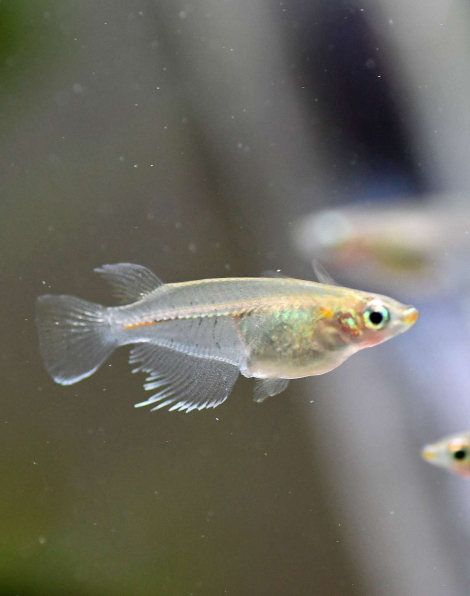 Java Madaka Ricefish (Oryzias javanicus)