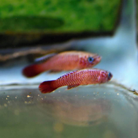 Nothobranchius kilomberoensis