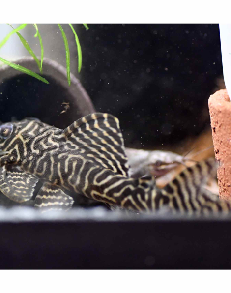 L066 - King Tiger Pleco