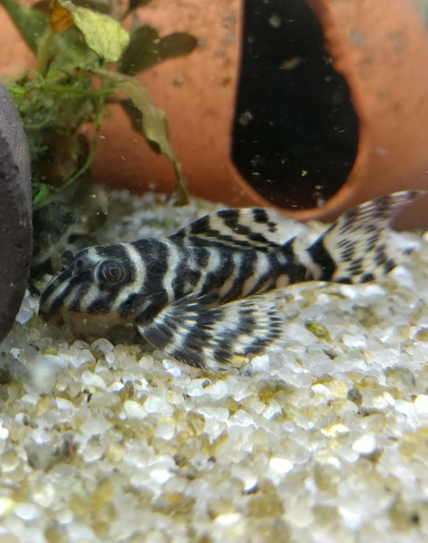 King Tiger Pleco Small - L333