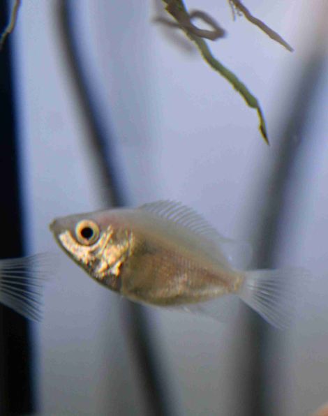 Kissing Gourami(Helostoma temminckii)