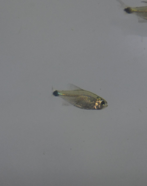 Kitty Tetra (Hyphessobrycon heliacus)