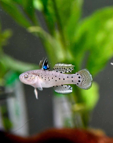 Knight Goby (Stigmatogobius sadanundio)