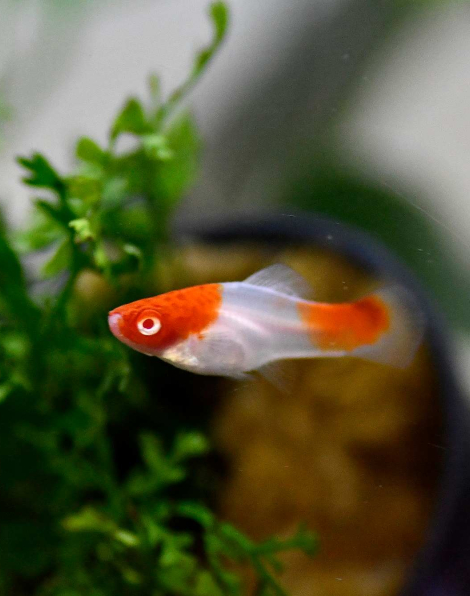 Koi Kohaku Swordtail (Xiphophorus helleri)