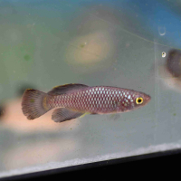 Nothobranchius korthausae red