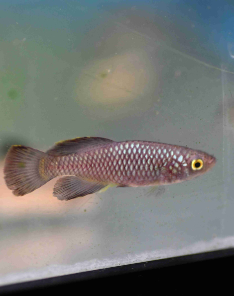 Nothobranchius korthausae red