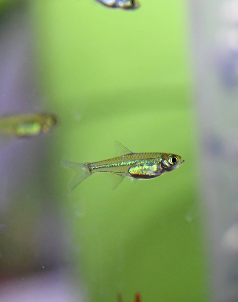 Neon Green Rasbora (Microdevario kubotai)