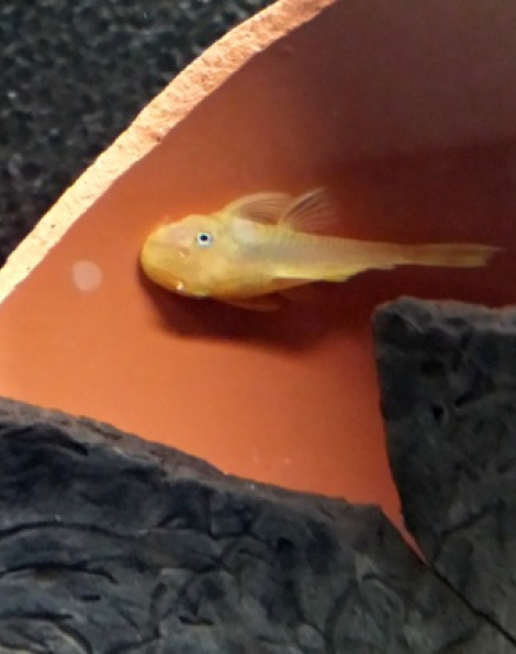 L144 black eyed yellow bristlenose