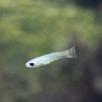Norman's Lampeye Killi (Poropanchax normani)