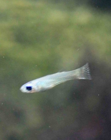Norman's Lampeye Killi (Poropanchax normani)