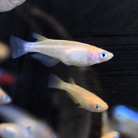 Pink Medaka Ricefish (Oryzias latipes)