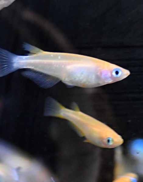 Pink Medaka Ricefish (Oryzias latipes)