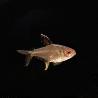 Lemon Tetra (Hyphessobrycon pulchripinnis)