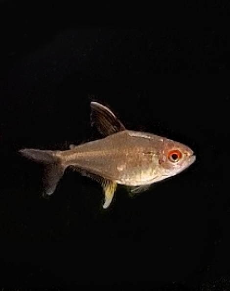 Lemon Tetra (Hyphessobrycon pulchripinnis)
