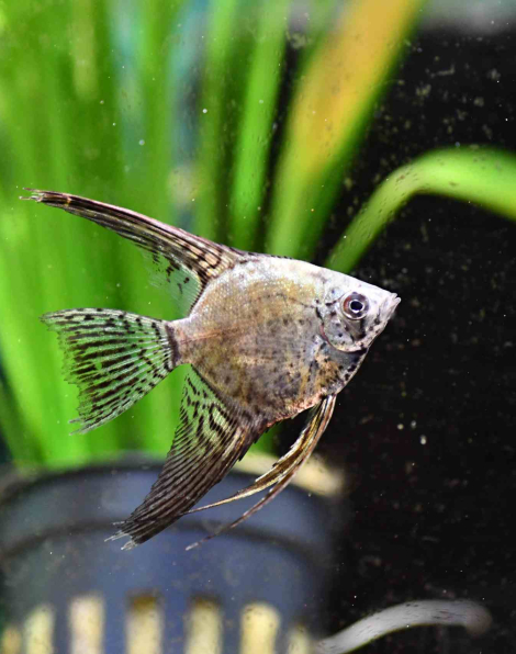 Leopard Angelfish Medium