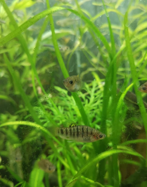 Humpback Limia (Limia nigrofasciata)