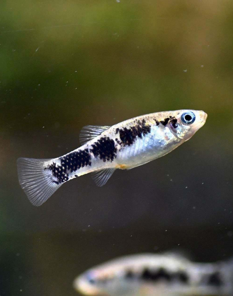 Cuban limia (Limia vittata)