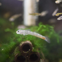Lipstick Goby (Sicyopus jonklaasi)