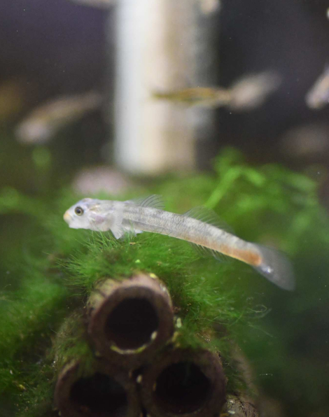Lipstick Goby (Sicyopus jonklaasi)