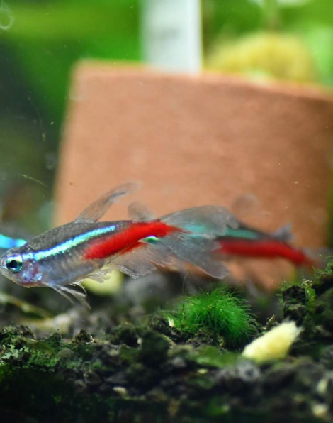 Neon Tetra Longfin (Paracheirodon innesi)