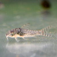 Northern Longnose Cory (Corydoras septentrionalis)