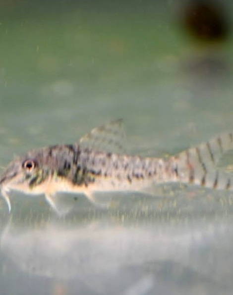 Northern Longnose Cory (Corydoras septentrionalis)