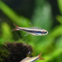 Loreto Tetra (Hyphessobrycon loretoensis)