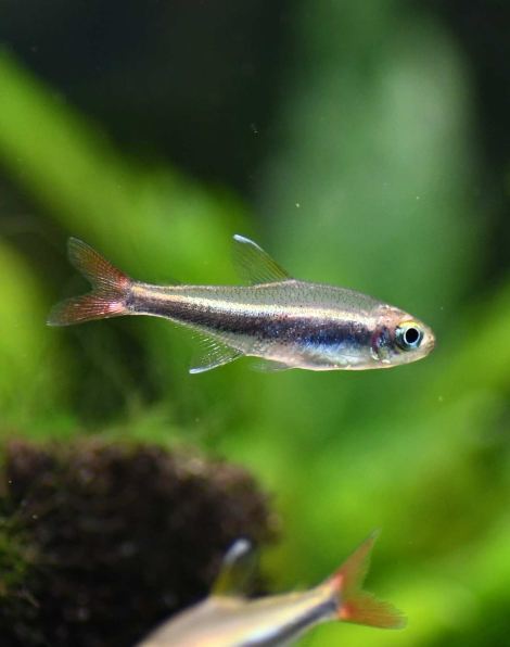 Loreto Tetra (Hyphessobrycon loretoensis)