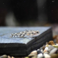 Lumbantobing Goby (Pseudogobiopsis lumbantobing)