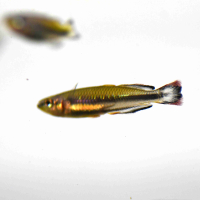 Madagascar Rainbowfish (Bedotia geayi)
