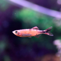 Malabar Danio Orange (Danio malabaricus)