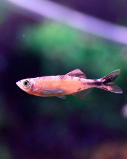 Malabar Danio Orange (Danio malabaricus)