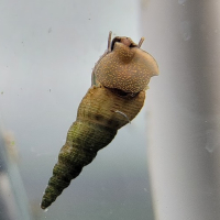 Malaysian Trumpet Snail (Melanoides tubercularia)