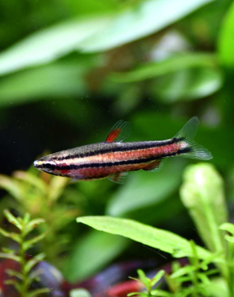 Purple Pencilfish Peru Red II (Nannostomus rubrocaudatus)