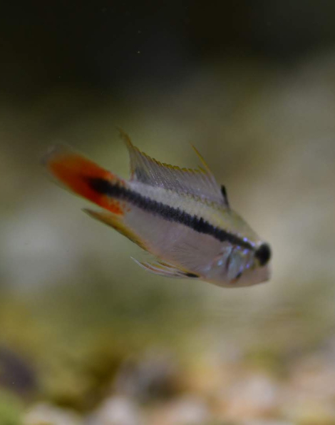 Apistogramma sp. mamore