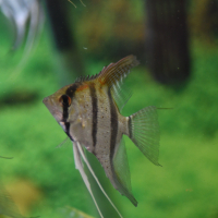 Pterophyllum scalare Manacapuru Super Red