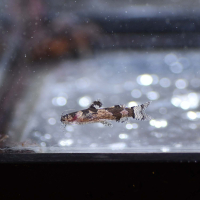 Dwarf Marbled Catfish (Microglanis poecilus)