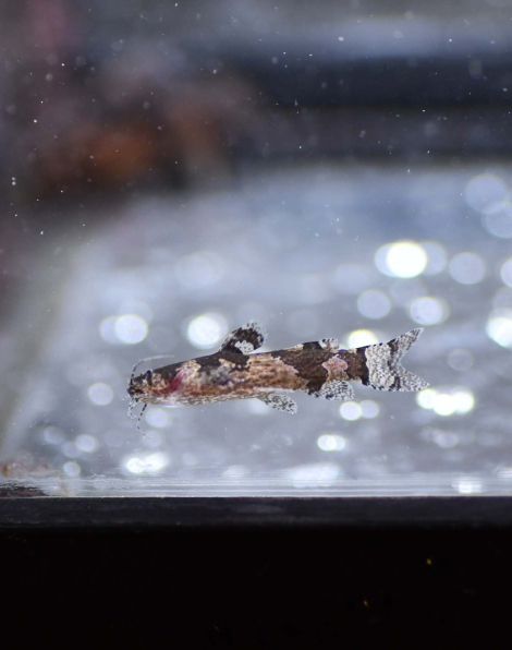 Dwarf Marbled Catfish (Microglanis poecilus)