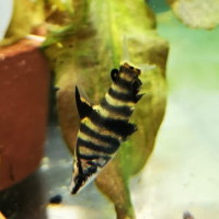 Marbled headstander (Abramites hypselonotus)