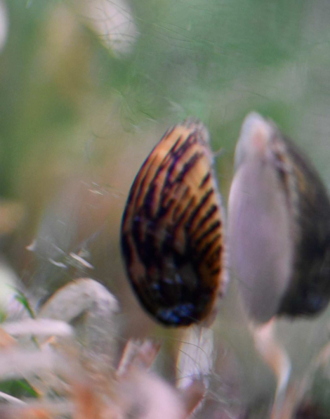 Marbled Limpet (Septaria porcellana)